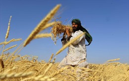 Vàng ươm những cánh đồng lúa mì Afghanistan